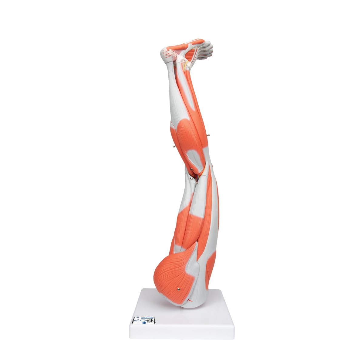 3B Scientific M10 Muscle Arm, 6 Part, 3/4 Life Size + free Anatomy App - 3B Smart Anatomy