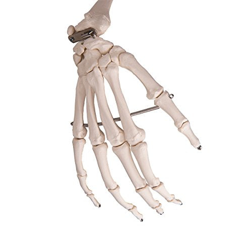 3B Scientific Human Anatomy Skeleton Model Sam - with Muscles and Ligaments, On Hanging Stand A13/1 + free Anatomy App - 3B Smart Anatomy