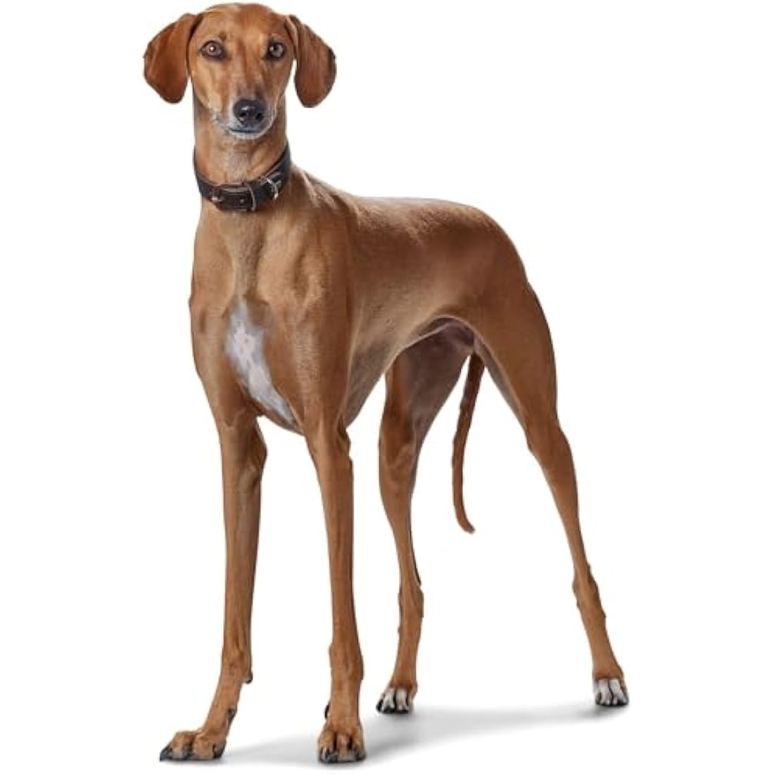 HUNTER Super Soft Leather Padded Greyhound Collar 47 (S-M) Dark Brown