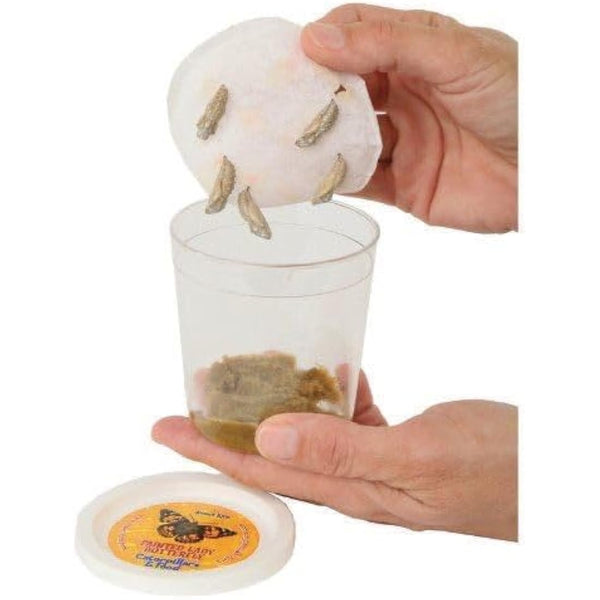 Insect Lore Giant Butterfly Garden Kit (Packaging May Vary)