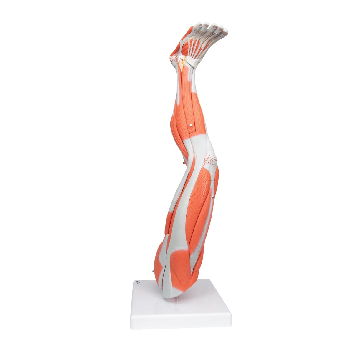 3B Scientific M10 Muscle Arm, 6 Part, 3/4 Life Size + free Anatomy App - 3B Smart Anatomy