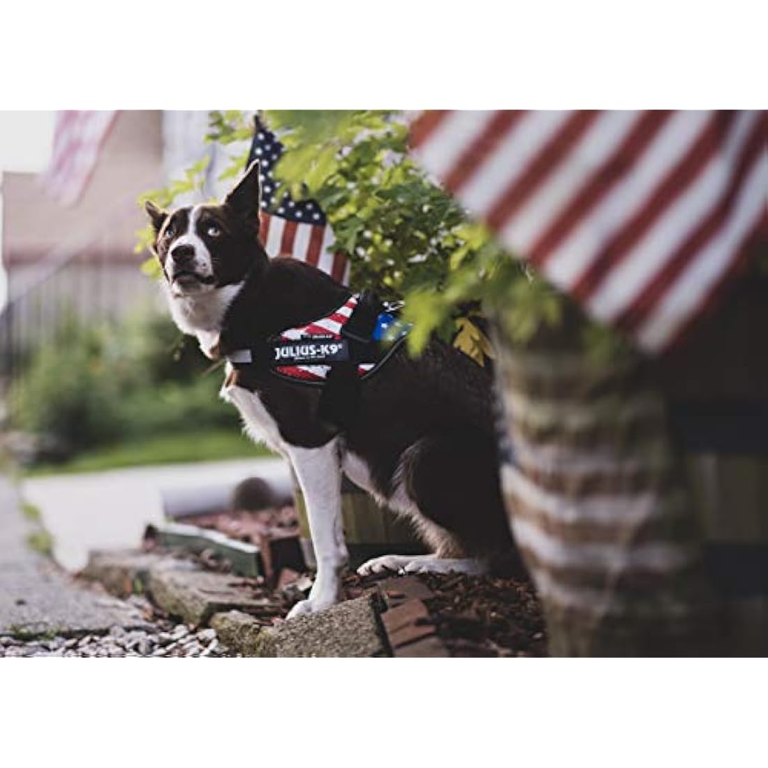 IDC Powerharness, Size: L/1, USA Flag