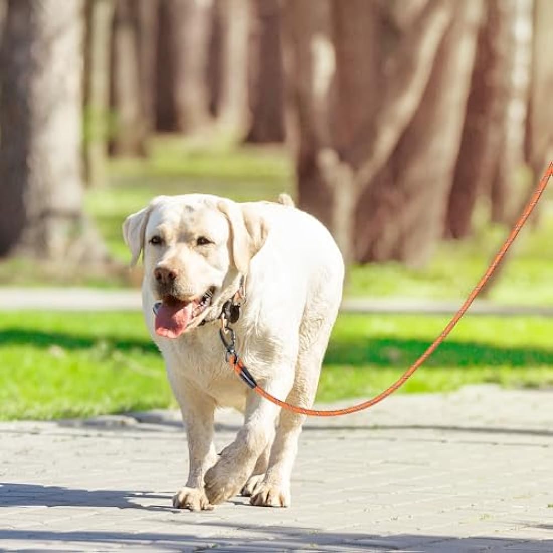Kdsvakd Training Lead For Dogs, 3m / 10ft Long Rope Dog Lead with carabiner clip and padded handle, Recall Durable Lead Duty Check Cord For Puppy, Small, Medium, Large Dog Yellow
