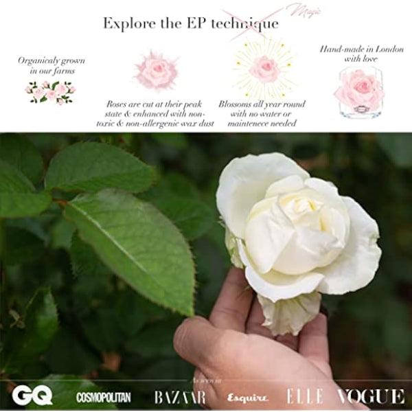 Eternal Petals A 100% Real Rose That Lasts Years, Handmade in UK – Gold Solo with A Multicolour Swarovski Crystal (Blue Lagoon)