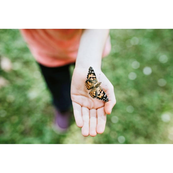 Insect Lore Giant Butterfly Garden Kit (Packaging May Vary)