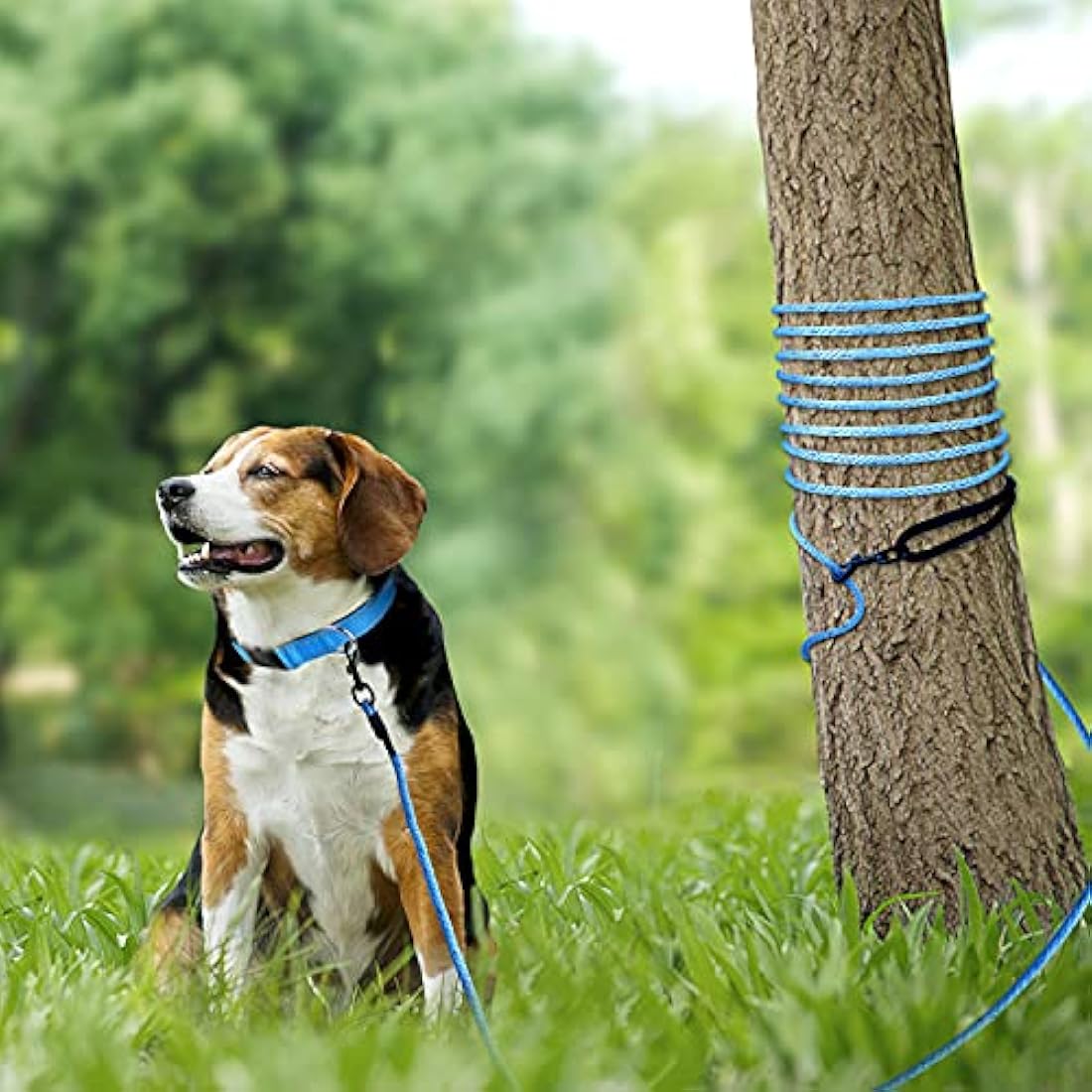 Joytale Long Training Lead for Dogs, 15/10/5M Strong Reflective Training Leads with Soft Handle, Nylon Rope Long Line Leash for Small and Puppy Dogs with 2 Hook Tie out, 10M, Blue