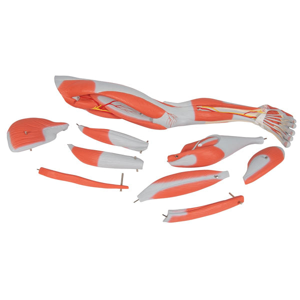 3B Scientific M10 Muscle Arm, 6 Part, 3/4 Life Size + free Anatomy App - 3B Smart Anatomy