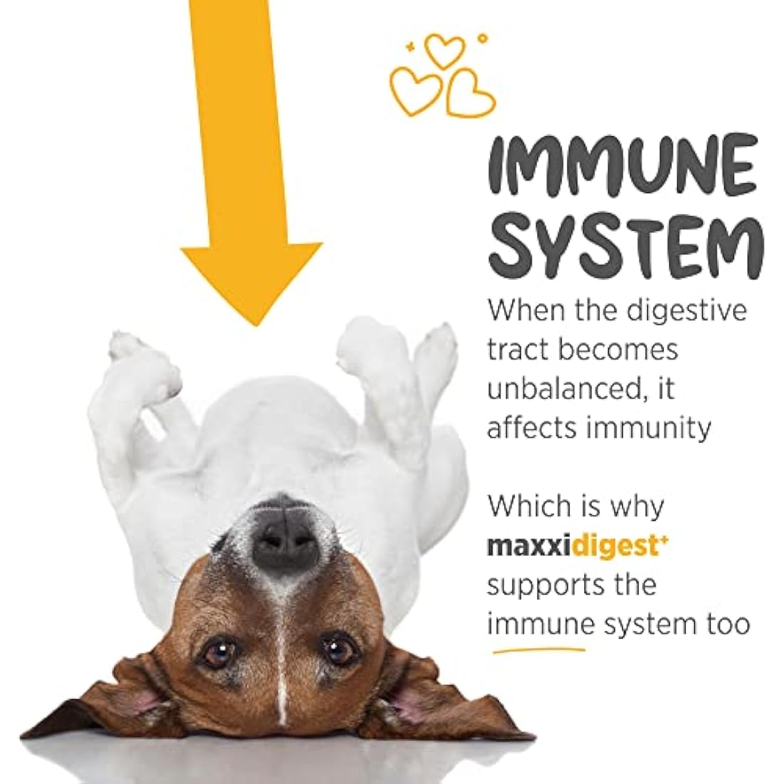 maxxipaws maxxidigest+ Probiotic & Prebiotic Powder Supplement - Digestive & Immune Support for Dogs, 375g