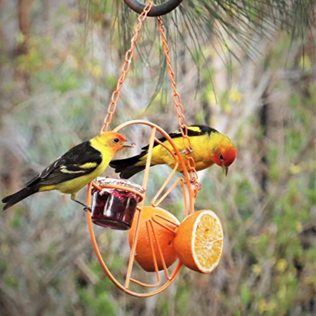 Heath Outdoor Products CF-133 Clementine Oriole Feeder, orange