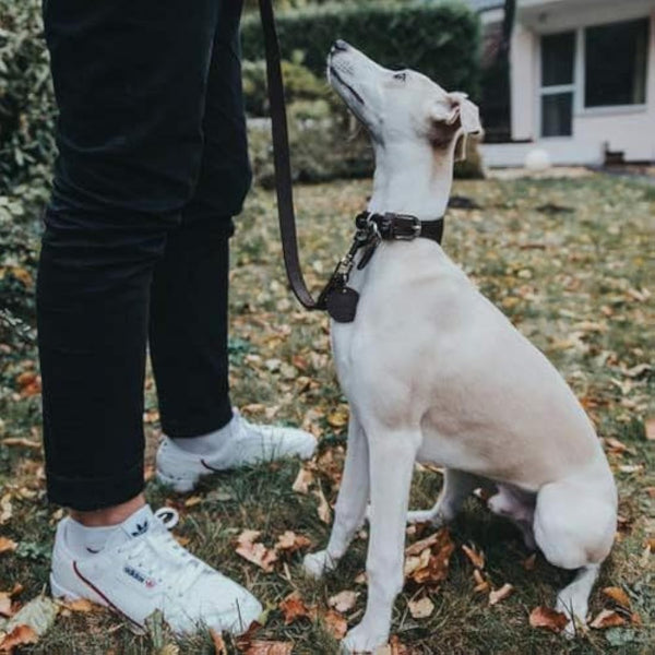 HUNTER Leash, 20/100 Soft genuine cow leather, black