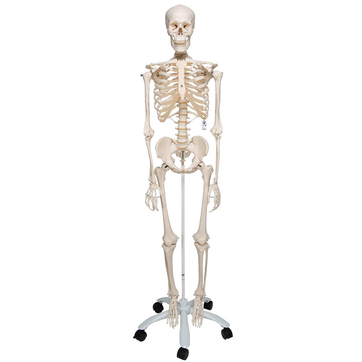 3B Scientific Human Anatomy Skeleton Model Sam - with Muscles and Ligaments, On Hanging Stand A13/1 + free Anatomy App - 3B Smart Anatomy