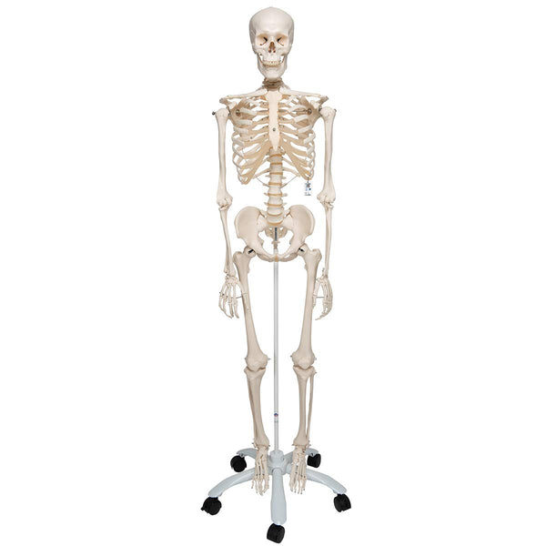 3B Scientific Human Anatomy Skeleton Model Sam - with Muscles and Ligaments, On Hanging Stand A13/1 + free Anatomy App - 3B Smart Anatomy