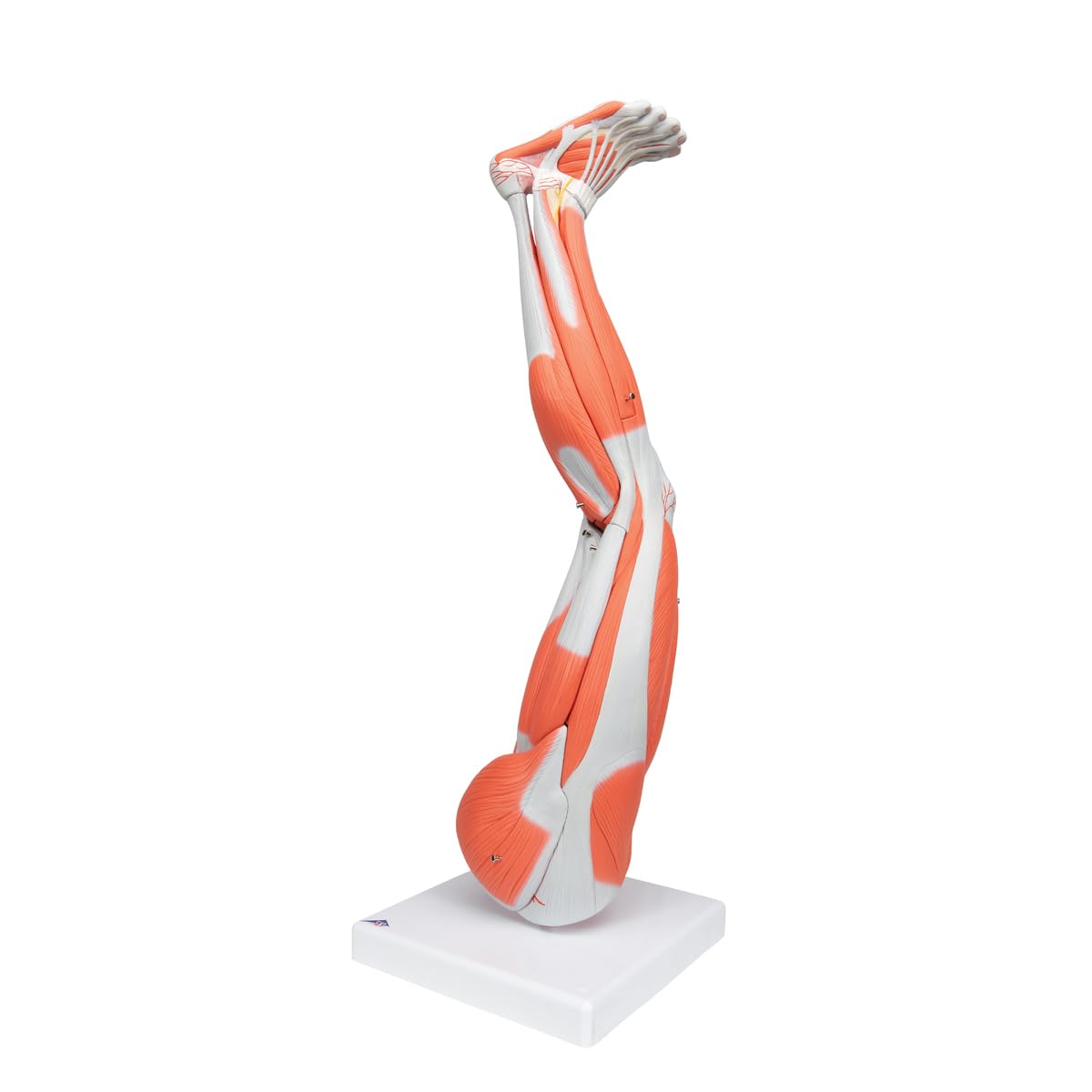 3B Scientific M10 Muscle Arm, 6 Part, 3/4 Life Size + free Anatomy App - 3B Smart Anatomy
