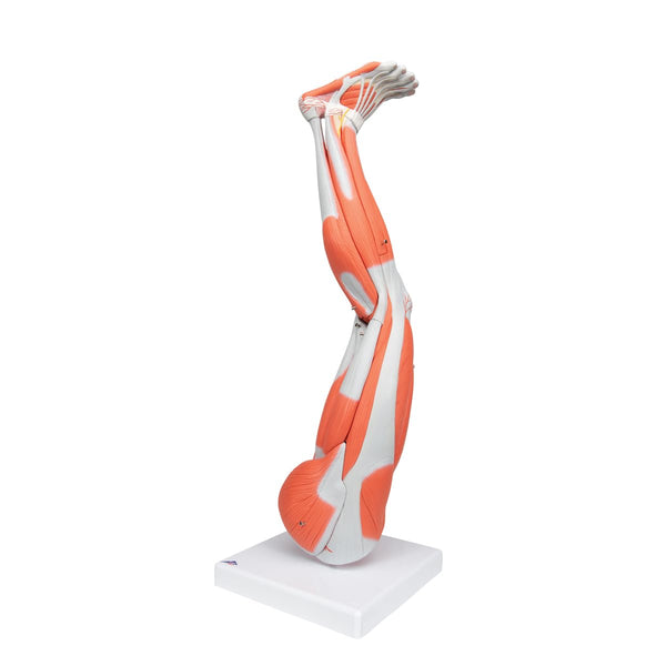 3B Scientific M10 Muscle Arm, 6 Part, 3/4 Life Size + free Anatomy App - 3B Smart Anatomy