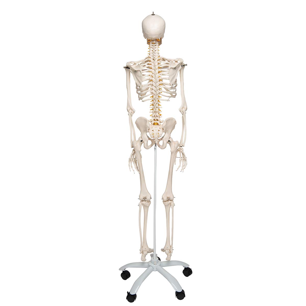 3B Scientific Human Anatomy Skeleton Model Sam - with Muscles and Ligaments, On Hanging Stand A13/1 + free Anatomy App - 3B Smart Anatomy