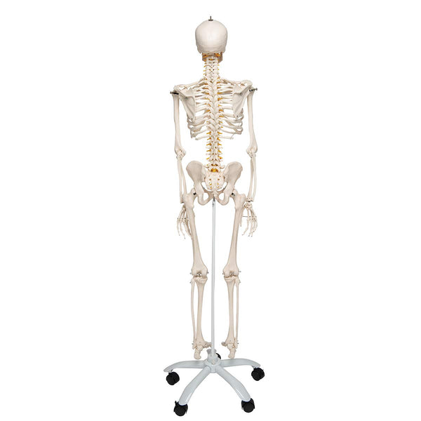 3B Scientific Human Anatomy Skeleton Model Sam - with Muscles and Ligaments, On Hanging Stand A13/1 + free Anatomy App - 3B Smart Anatomy