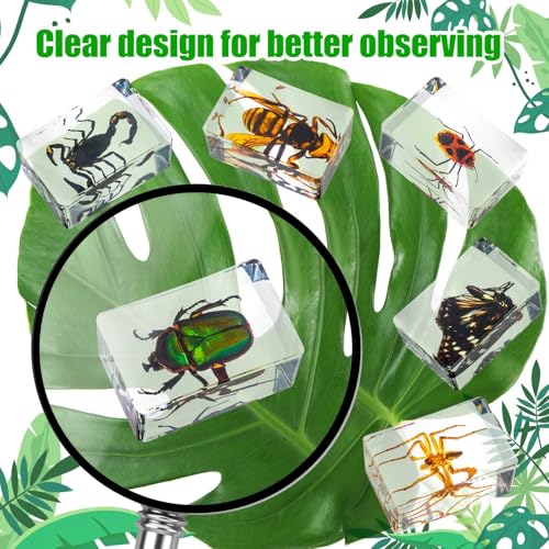 48 Styles Insect in Resin Specimen, Bugs Collection Paperweights Animal Specimen for Kids Bug Preserved in Resin for Scientific Education Office Desk Christmas Display Supplies