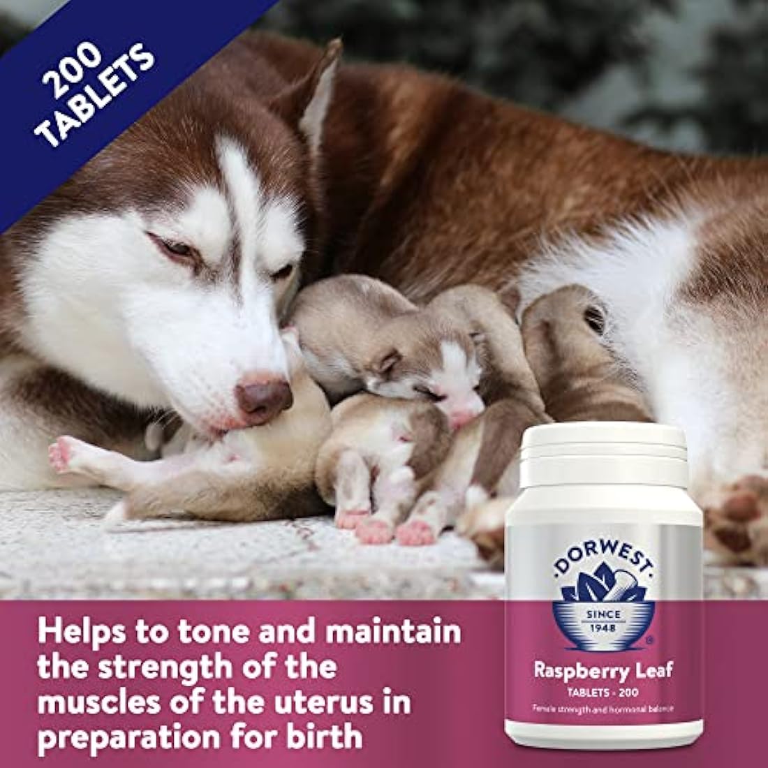 Dorwest Raspberry Leaf Tablets for Dogs And Cats, 200 Tablets, Pregnancy Support For Pets – For Natural Hormonal Balance and Phantom Pregnancies