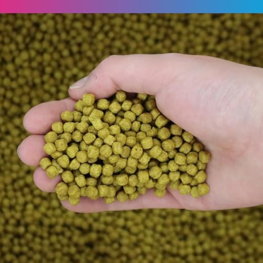 NT Labs Medikoi Health, Complete Feed For All Pond Fish, Ideal For Spring, Summer and Autumn Feeding, Contains Propolis, Maintains Immune System, Koi Fish Food (3 kg) (6 mm) (Standard)