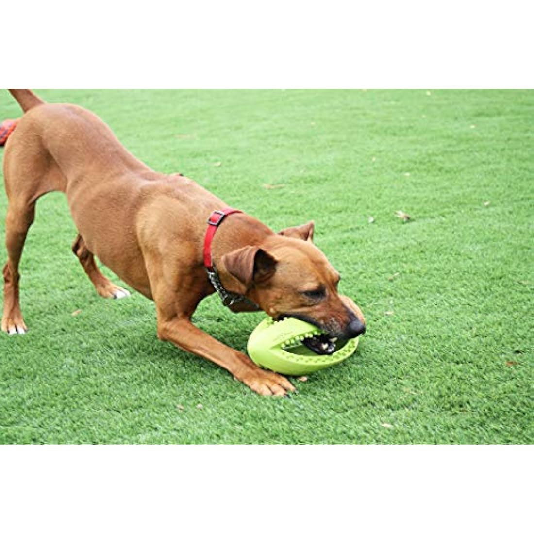 Happy Pet Grubber Rugby Ball Dog Toy Strong Fun Interactive Bouncy Chewing Outdoor Playing Catch Fetch Lightweight Tugging Pulling for All Breeds