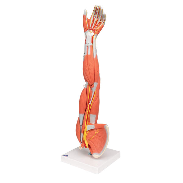 3B Scientific M10 Muscle Arm, 6 Part, 3/4 Life Size + free Anatomy App - 3B Smart Anatomy