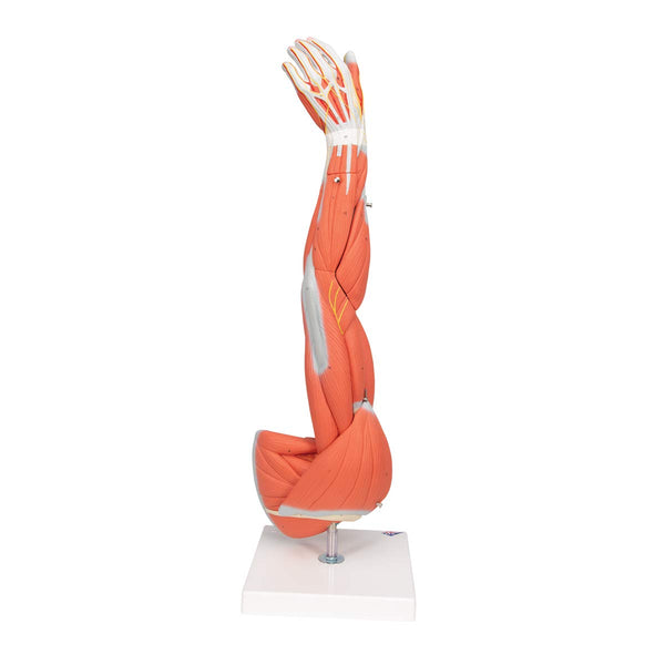 3B Scientific M10 Muscle Arm, 6 Part, 3/4 Life Size + free Anatomy App - 3B Smart Anatomy
