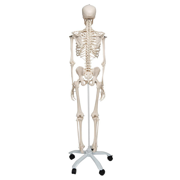 3B Scientific Human Anatomy Skeleton Model Sam - with Muscles and Ligaments, On Hanging Stand A13/1 + free Anatomy App - 3B Smart Anatomy