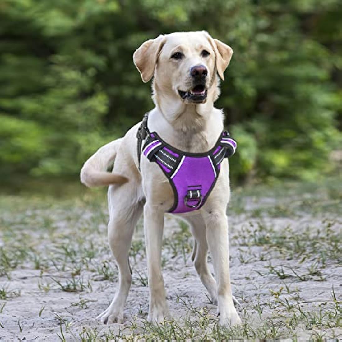 HEELE No Pull Dog Harness, Ex-Large, Release on Neck, Reflective, Adjustable with Front Back 2 Leash Attachments and Soft Padded Control Handle for Walking Training, Purple, XL