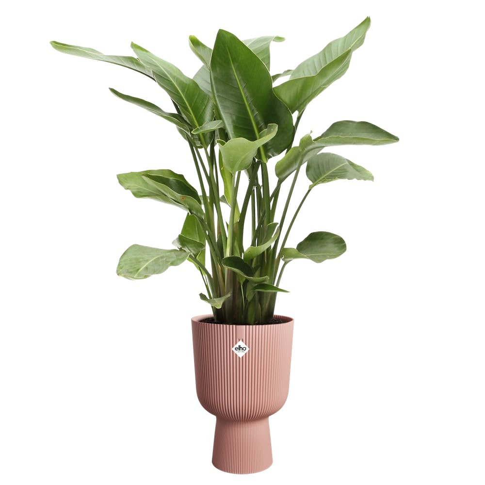 elho Vibes Fold Coupe 30 - Indoor Plant Pot - 100% Recycled Plastic - ? 29.5 x H 44.7 cm - Pink/Delicate Pink