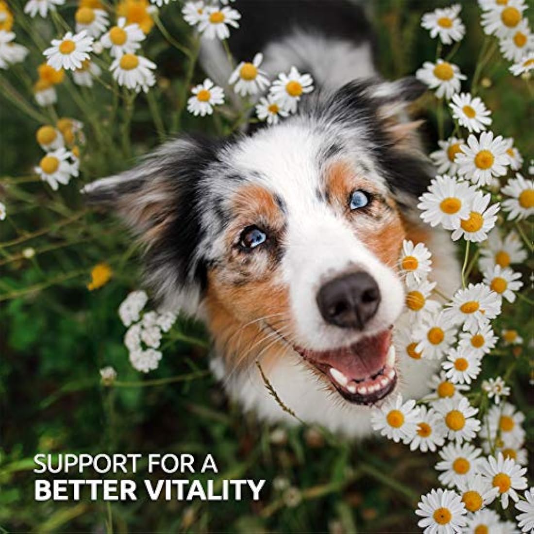 AniForte BARF Complete 1kg for Dogs - 100% Natural Barf Supplement with Minerals, Vitamins & Herbs - Premium Quality, Rich in Calcium & Ideal as Daily All-Round Care for Raw Food Diets