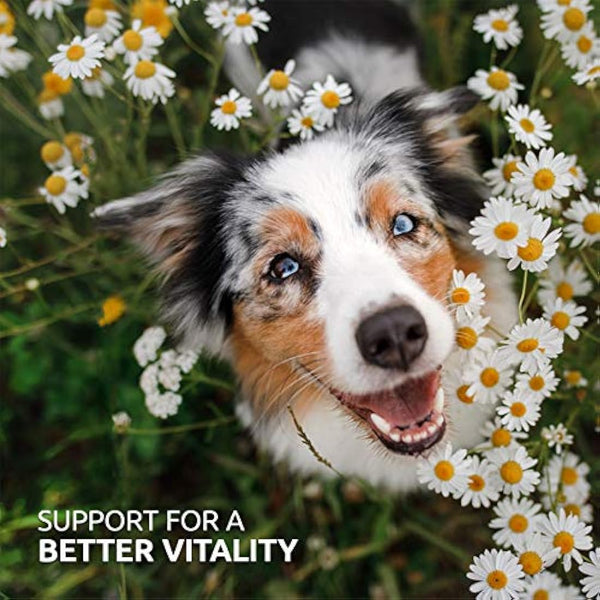 AniForte BARF Complete 1kg for Dogs - 100% Natural Barf Supplement with Minerals, Vitamins & Herbs - Premium Quality, Rich in Calcium & Ideal as Daily All-Round Care for Raw Food Diets