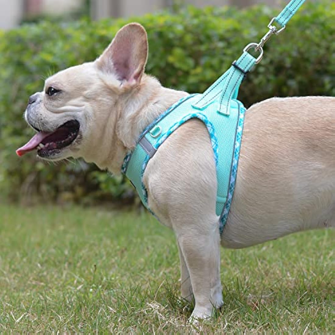 DORAMIO Step-in Dog Harness and Leash Set, Soft Mesh No-Chock Reflective Breathable Easy Walk Lightweight Vest Harnesses with Safety Buckle for Small Dogs, Cats, Puppies (Light Green, XL)