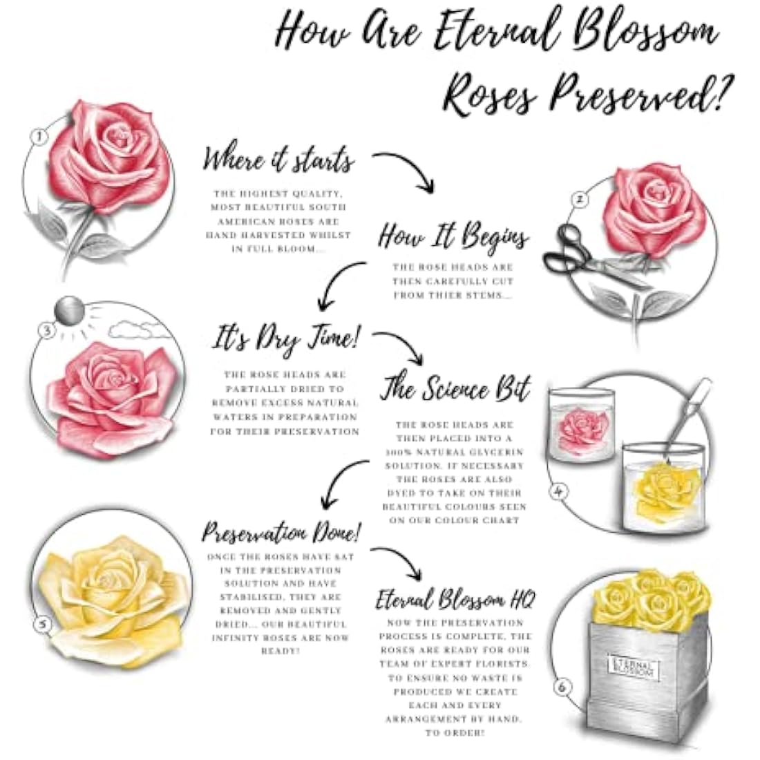 Eternal Blossom Preserved Real Infinity Rose | Eternal Rose That Lasts Over A Year | Black Box | With Gift Box (Rouge Red)