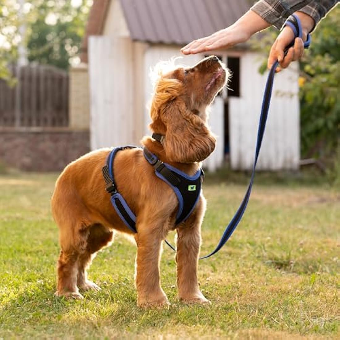 Ferplast Medium Size Dog Harness ERGOCOMFORT MEDIUM, Adjustable Dog Harness, Comfortable, Padded, Double Micro-adjustment Closure, Quick Release, Blue