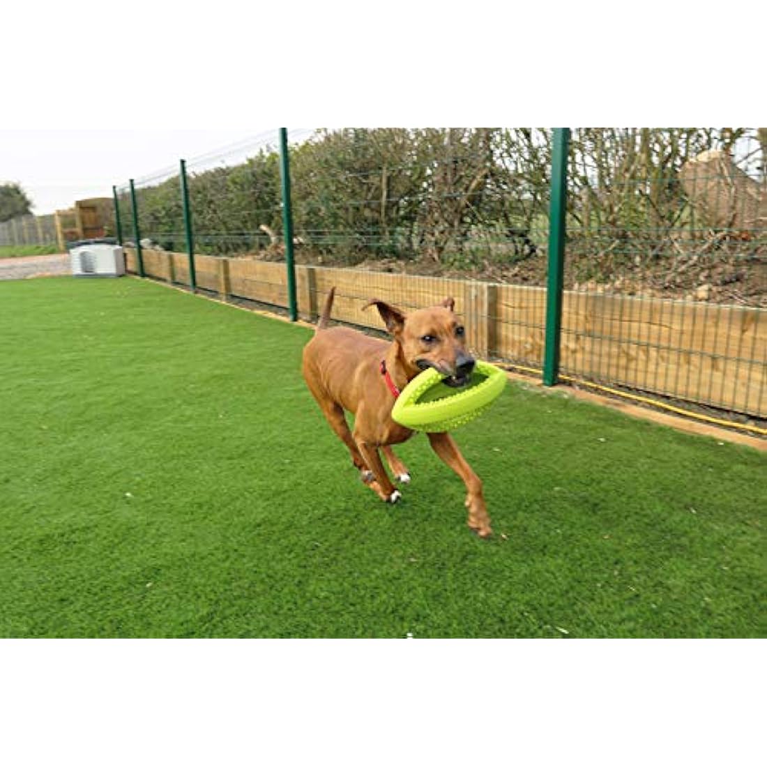 Happy Pet Grubber Rugby Ball Dog Toy Strong Fun Interactive Bouncy Chewing Outdoor Playing Catch Fetch Lightweight Tugging Pulling for All Breeds