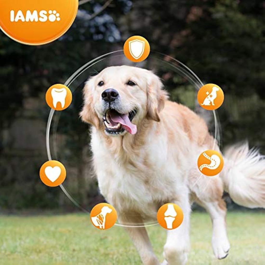 Iams For Vitality Senior Dog Dry Food With Fresh Chicken, 2kg