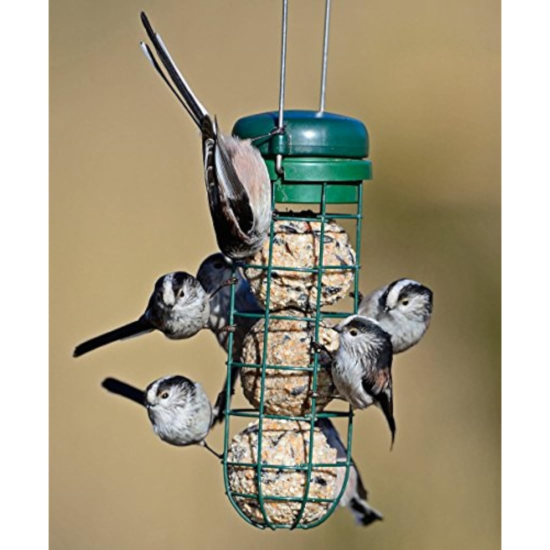 Fat Balls For Wild Birds - Jacobi Jayne® Chunky Dumplings™ Premium Suet Balls - Pack Of 18 x 100g - High Energy Fat Balls Wild Bird Food Feed To Attract Small Wild Birds Year Round