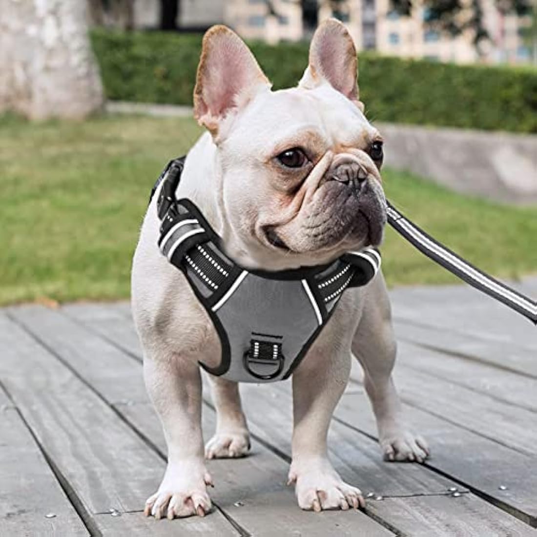 HEELE Dog Harness, No Pull Dog Harness Medium, Release on Neck, Reflective Adjustable Dog Harness with Front Back 2 Leash Attachments and Soft Padded Control Handle for Dogs Walking Training, Grey, M