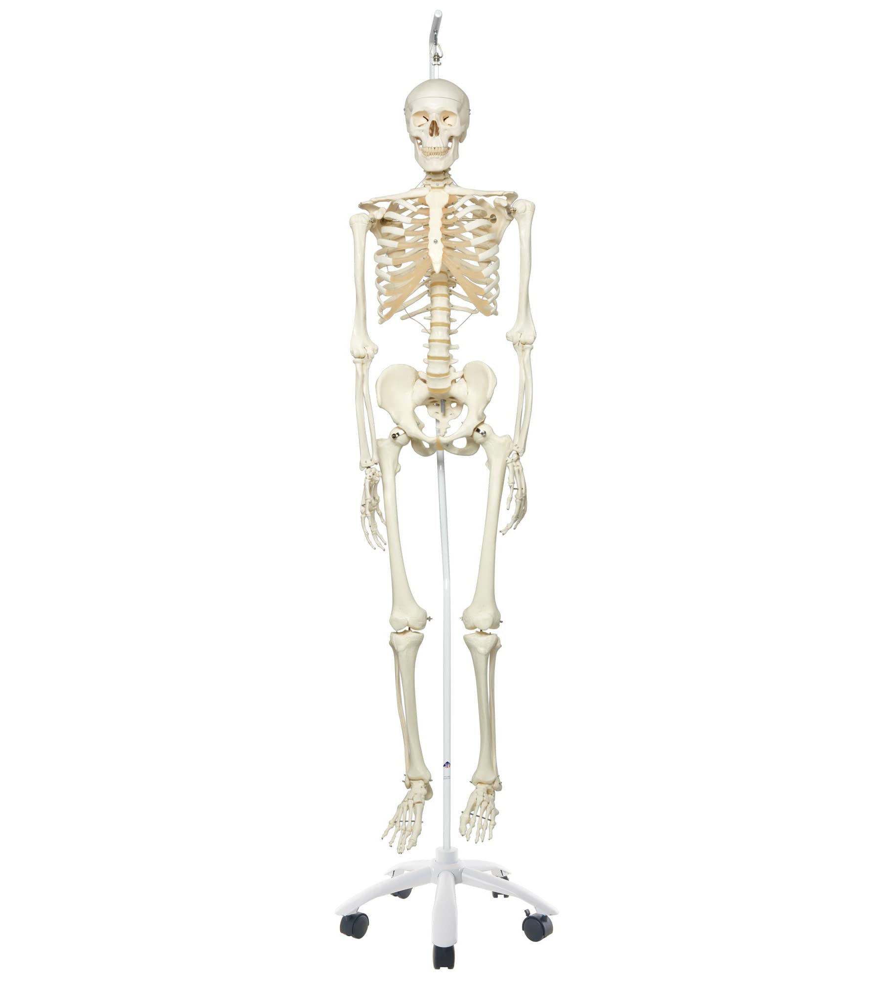 3B Scientific Human Anatomy Skeleton Model Sam - with Muscles and Ligaments, On Hanging Stand A13/1 + free Anatomy App - 3B Smart Anatomy