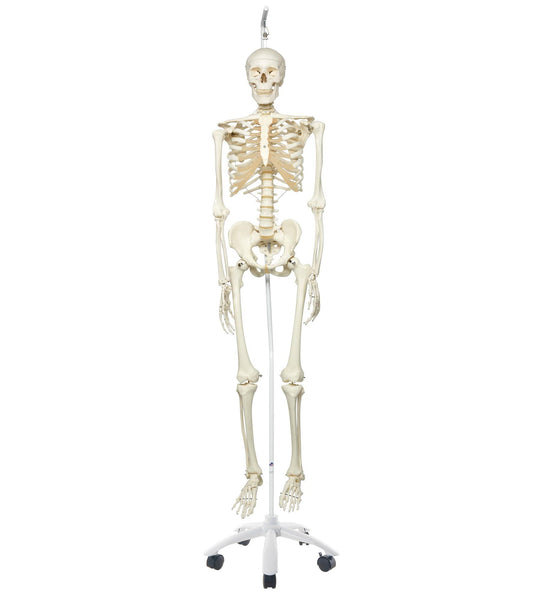 3B Scientific Human Anatomy Skeleton Model Sam - with Muscles and Ligaments, On Hanging Stand A13/1 + free Anatomy App - 3B Smart Anatomy