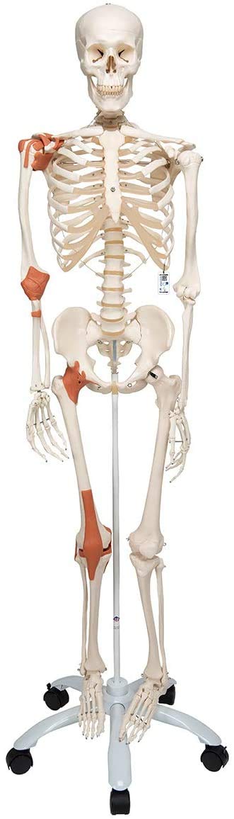 3B Scientific Human Anatomy Skeleton Model Sam - with Muscles and Ligaments, On Hanging Stand A13/1 + free Anatomy App - 3B Smart Anatomy