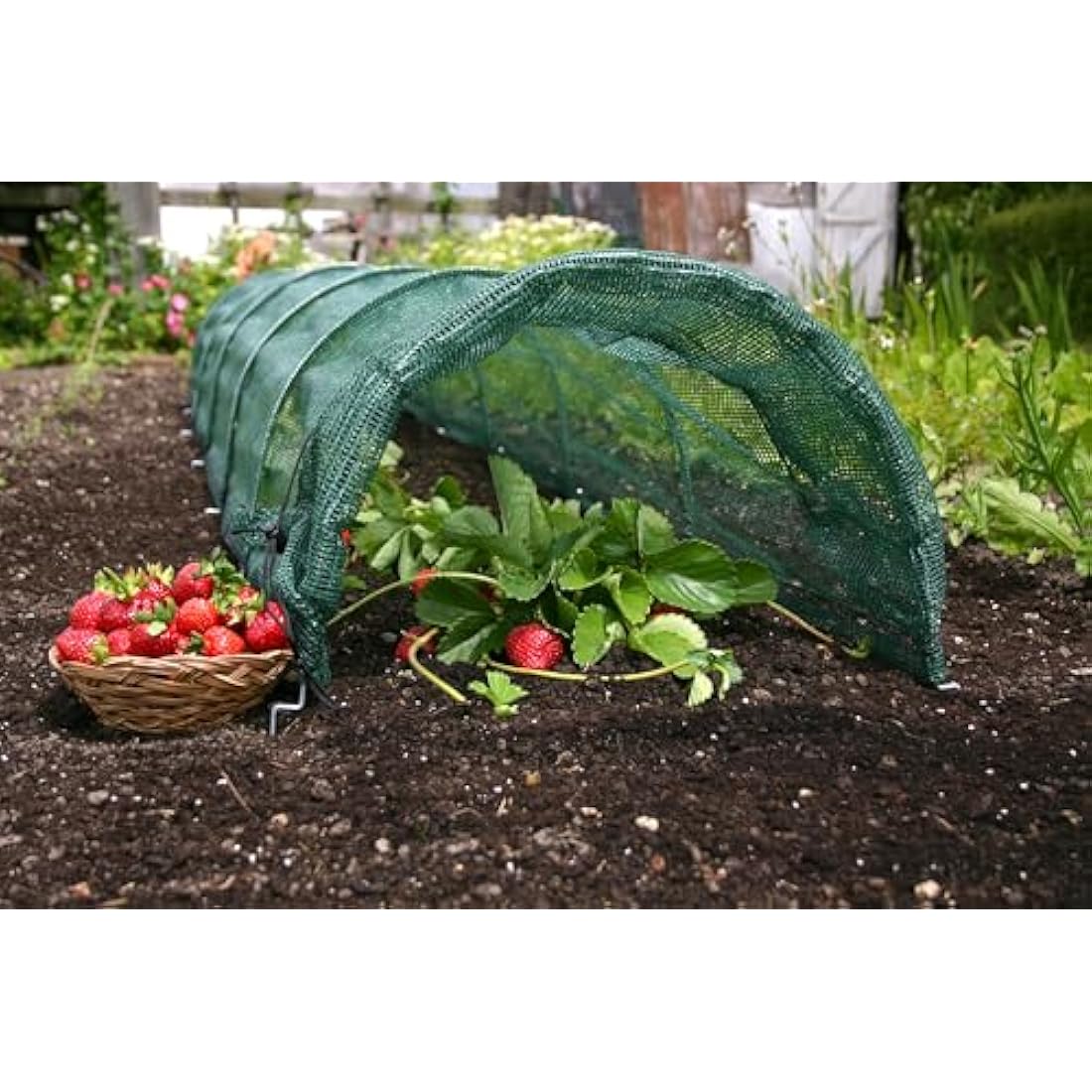 Haxnicks Giant Easy Tunnel Net For Larger Plants | Ready To Use Fold Out Design Shade Garden Tunnel | Birds Insects Harsh Weather | Prevents Scorching In Warmer Months | L300 x W60x H45cm Gtun030101