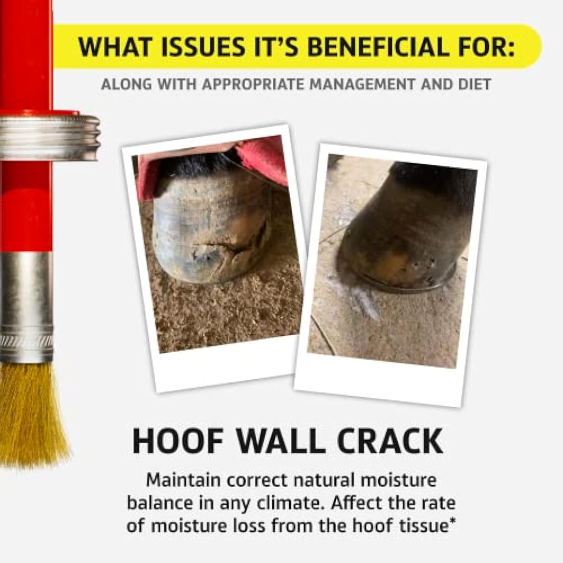 Hoof Doctor - White Line | Thrush | Abscesses | Quarter Crack | Seedy Toe | Corns and Sole Bruises - 100% All-Natural Hoof Care Product - Birch Bark Extract, Betulin, Omega-3 with Vits A & D (16 Oz)