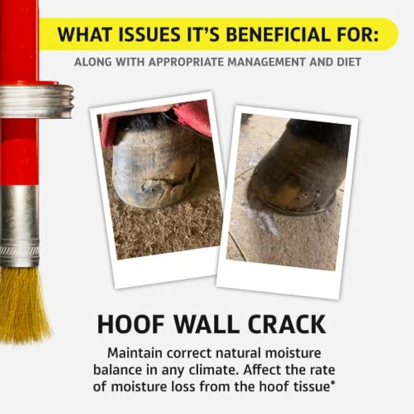 Hoof Doctor - White Line | Thrush | Abscesses | Quarter Crack | Seedy Toe | Corns and Sole Bruises - 100% All-Natural Hoof Care Product - Birch Bark Extract, Betulin, Omega-3 with Vits A & D (16 Oz)