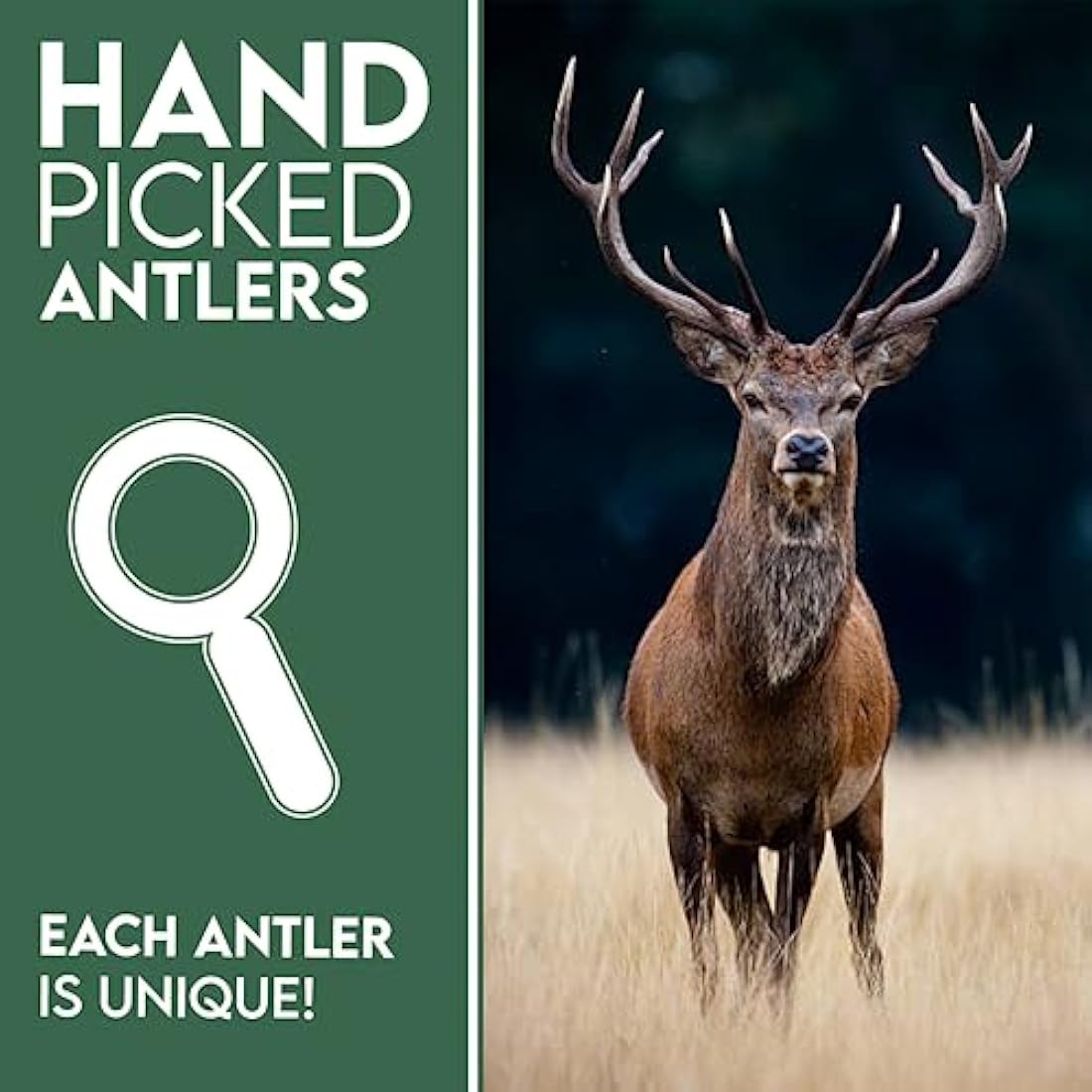 Highland Antler - Natural Fallow Antler Dog Chew. Pack of 1x Large (150g - 220g) Naturally Shed Fallow Deer Antler, Long Lasting Dog Chew Bone With Calcium And Minerals (Shape may vary)