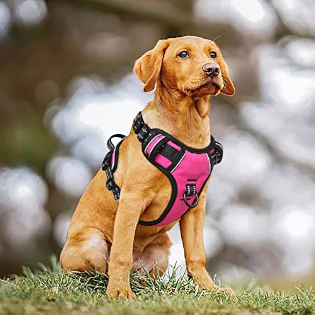 HEELE No Pull Dog Harness, Release on Neck, Reflective Adjustable with Front Back 2 Leash Attachments and Soft Padded Control Handle for Small Medium Large Dogs, Fuchsia, XL