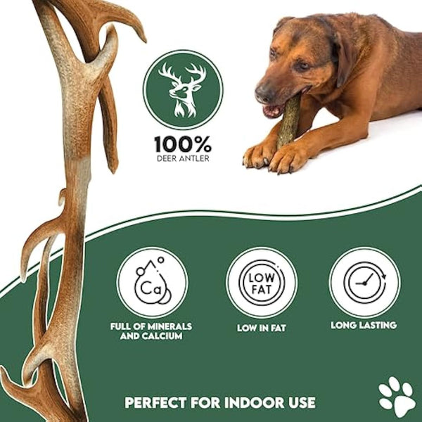Highland Antler - Natural Fallow Antler Dog Chew. Pack of 1x Large (150g - 220g) Naturally Shed Fallow Deer Antler, Long Lasting Dog Chew Bone With Calcium And Minerals (Shape may vary)