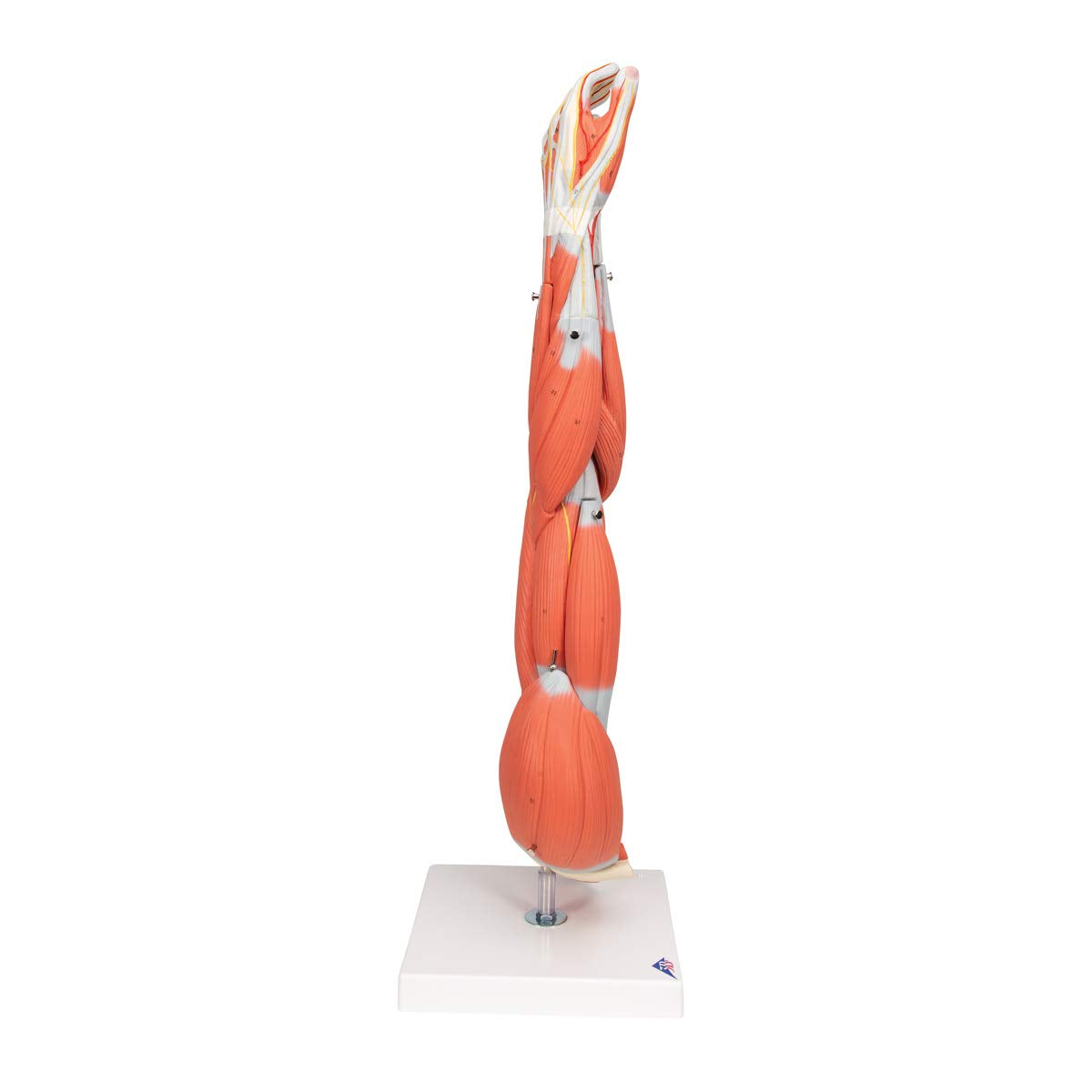 3B Scientific M10 Muscle Arm, 6 Part, 3/4 Life Size + free Anatomy App - 3B Smart Anatomy