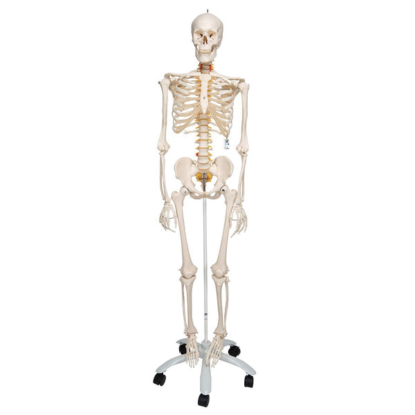 3B Scientific Human Anatomy Skeleton Model Sam - with Muscles and Ligaments, On Hanging Stand A13/1 + free Anatomy App - 3B Smart Anatomy