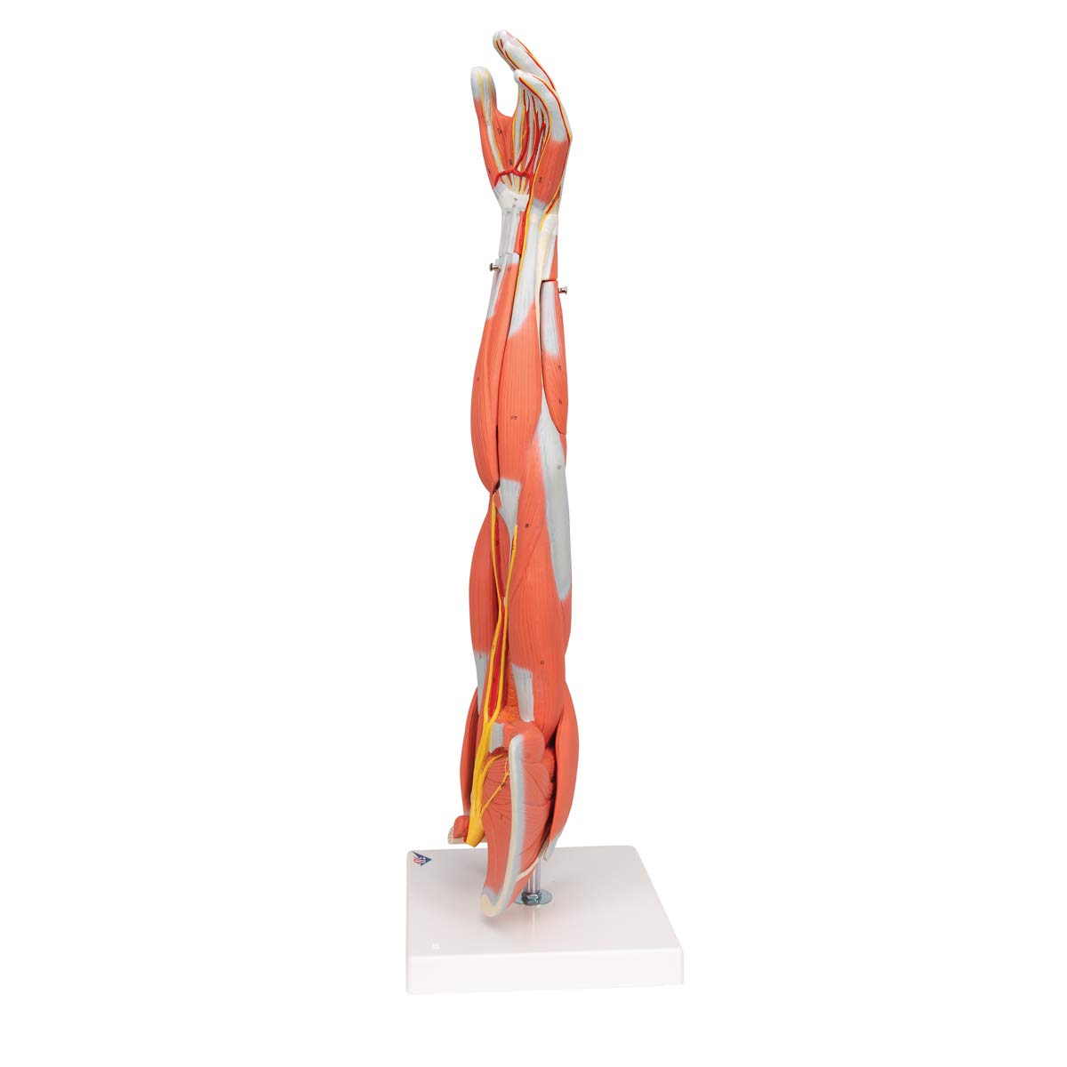 3B Scientific M10 Muscle Arm, 6 Part, 3/4 Life Size + free Anatomy App - 3B Smart Anatomy